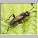 Macrophya montana - Blattwespe m08.jpg